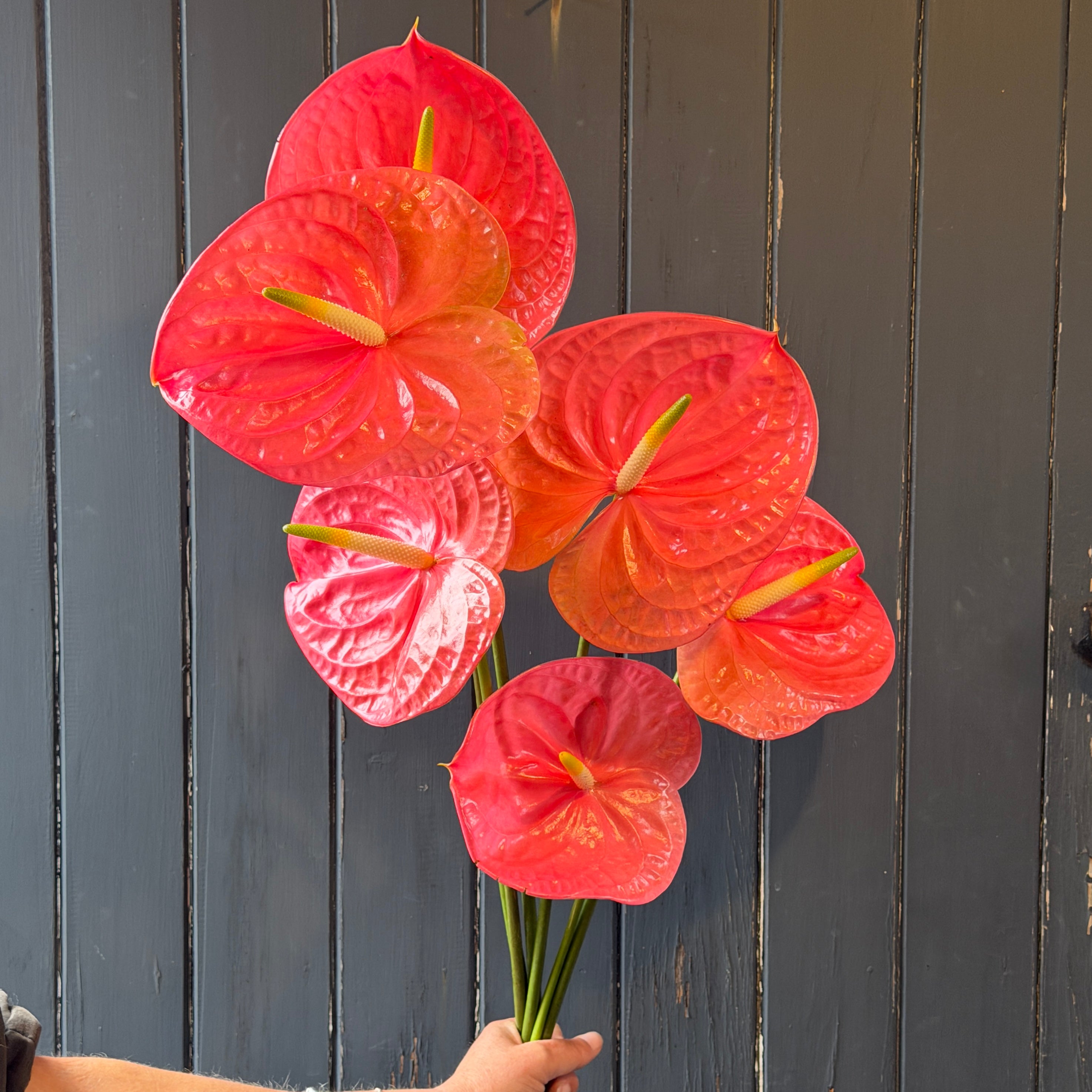 Hand holding a bouquet of red Anthurium flower stems against a dark wooden background