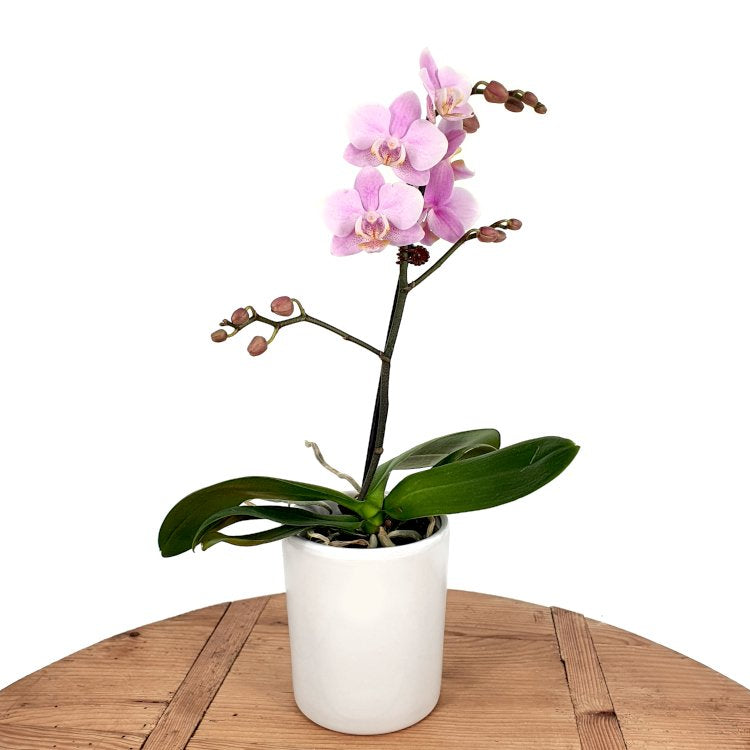 A mini orchid plant in a white pot