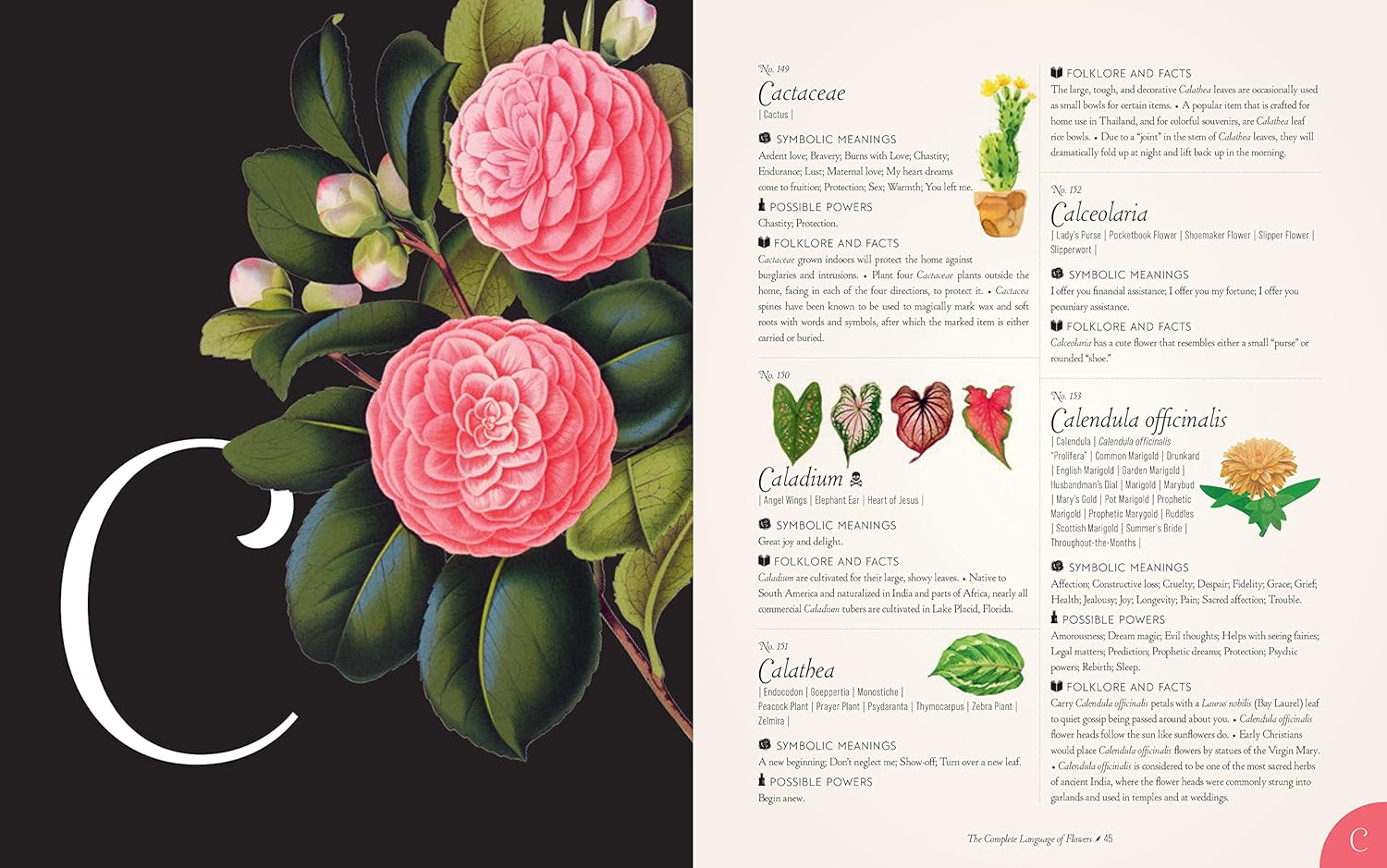Book The Complete Language of Flowers Floral illustration with pink flowers and green leaves on a black background, alongside botanical information on a white background.