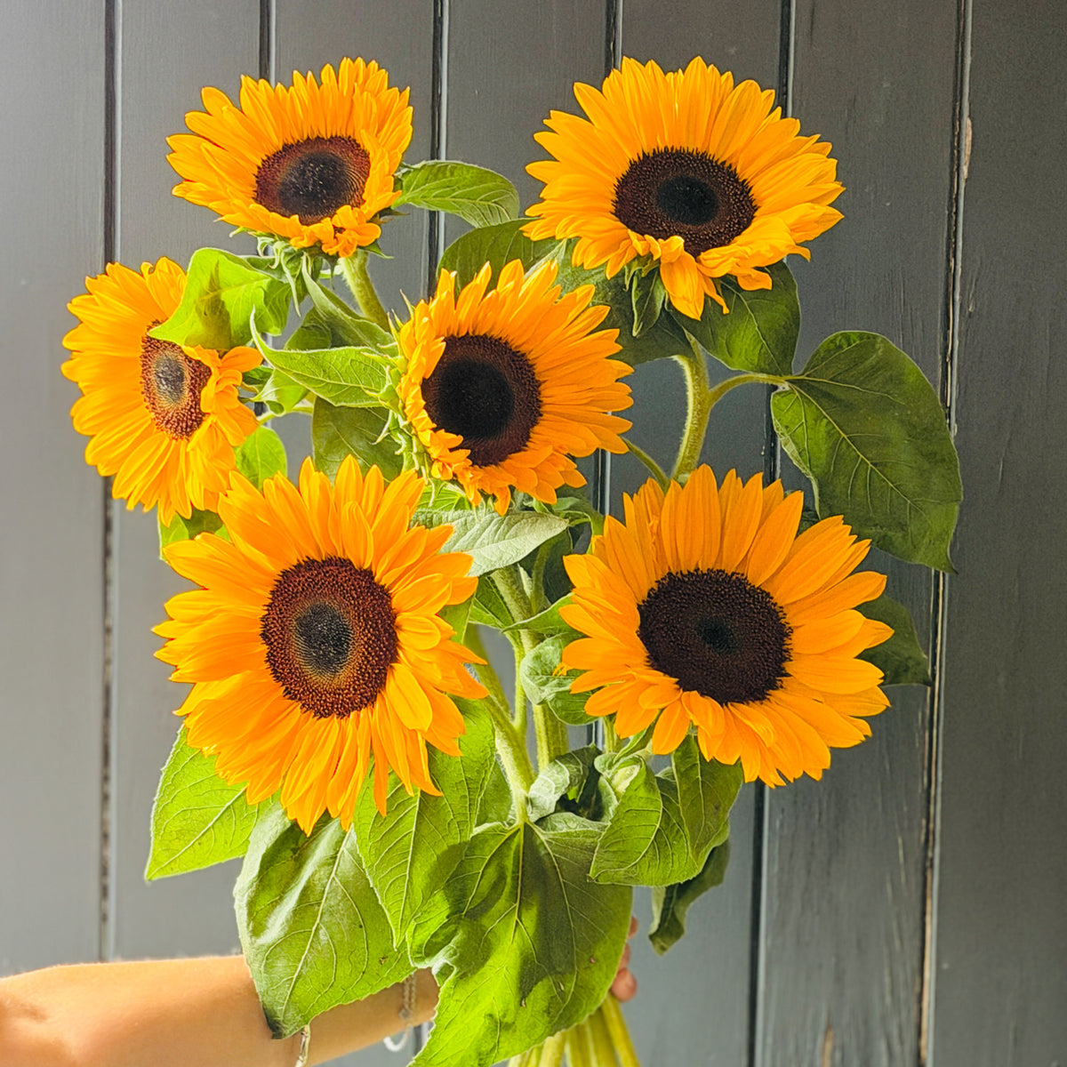 Bouquet of seasonal sunflowers stems held by a person against a wooden florist shop wall