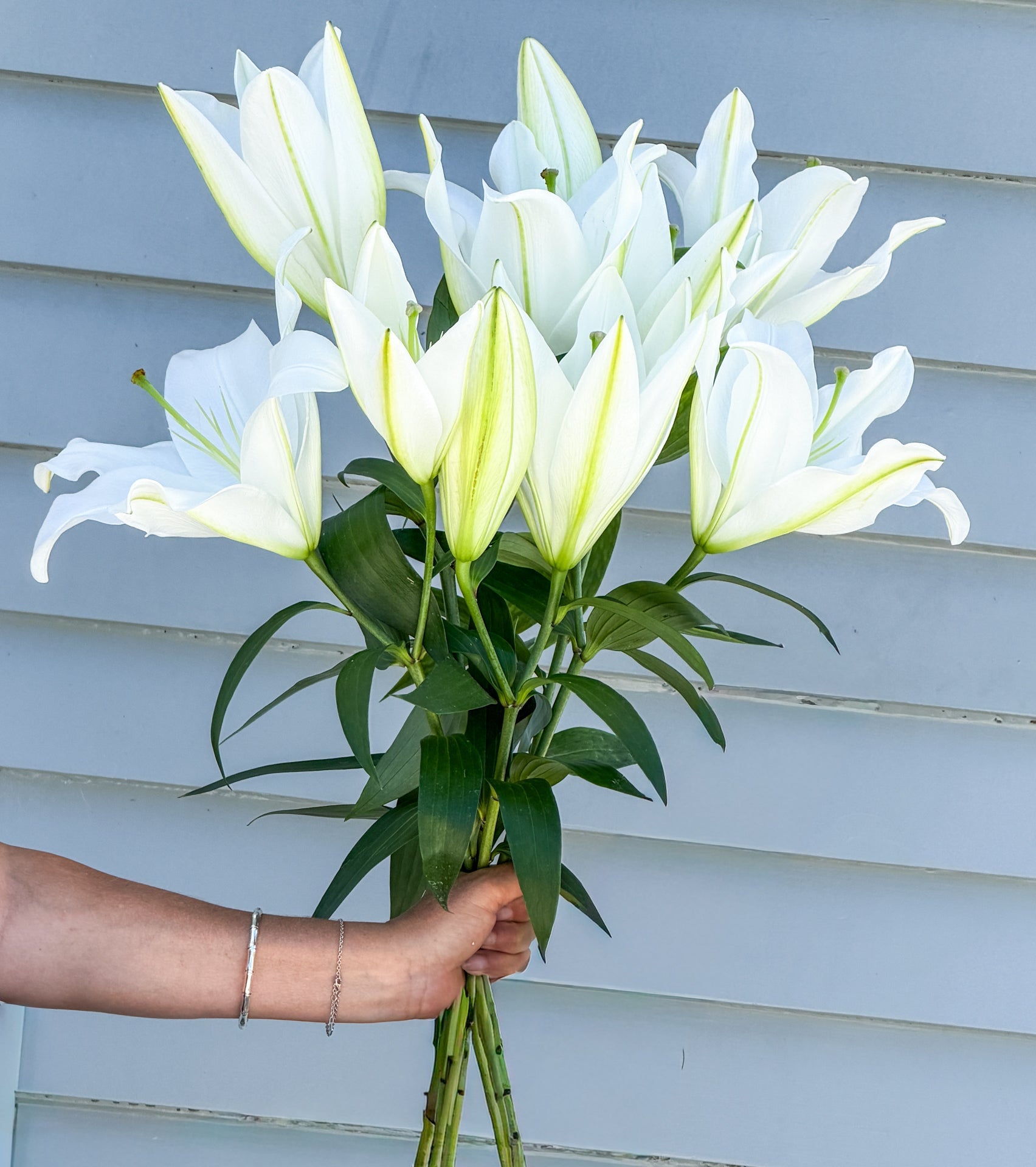 Lilies