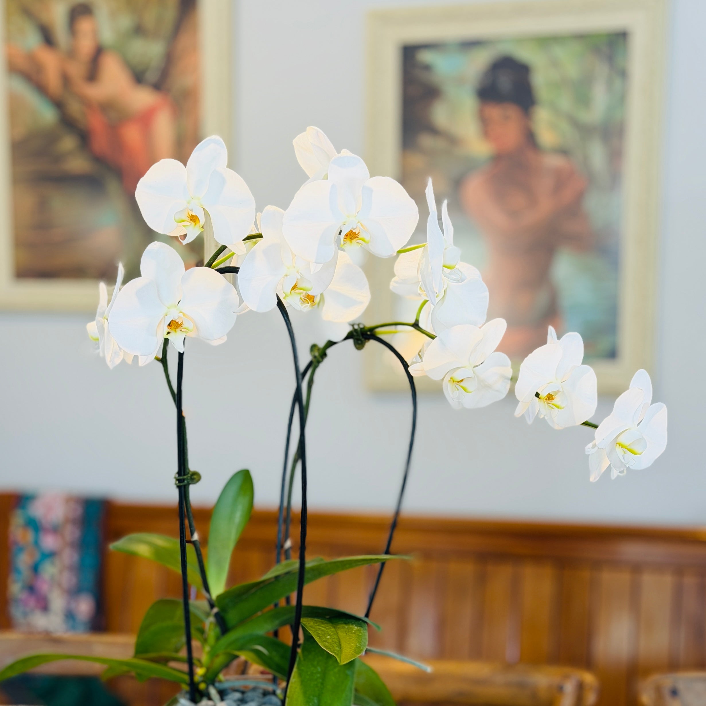 Orchid Plants