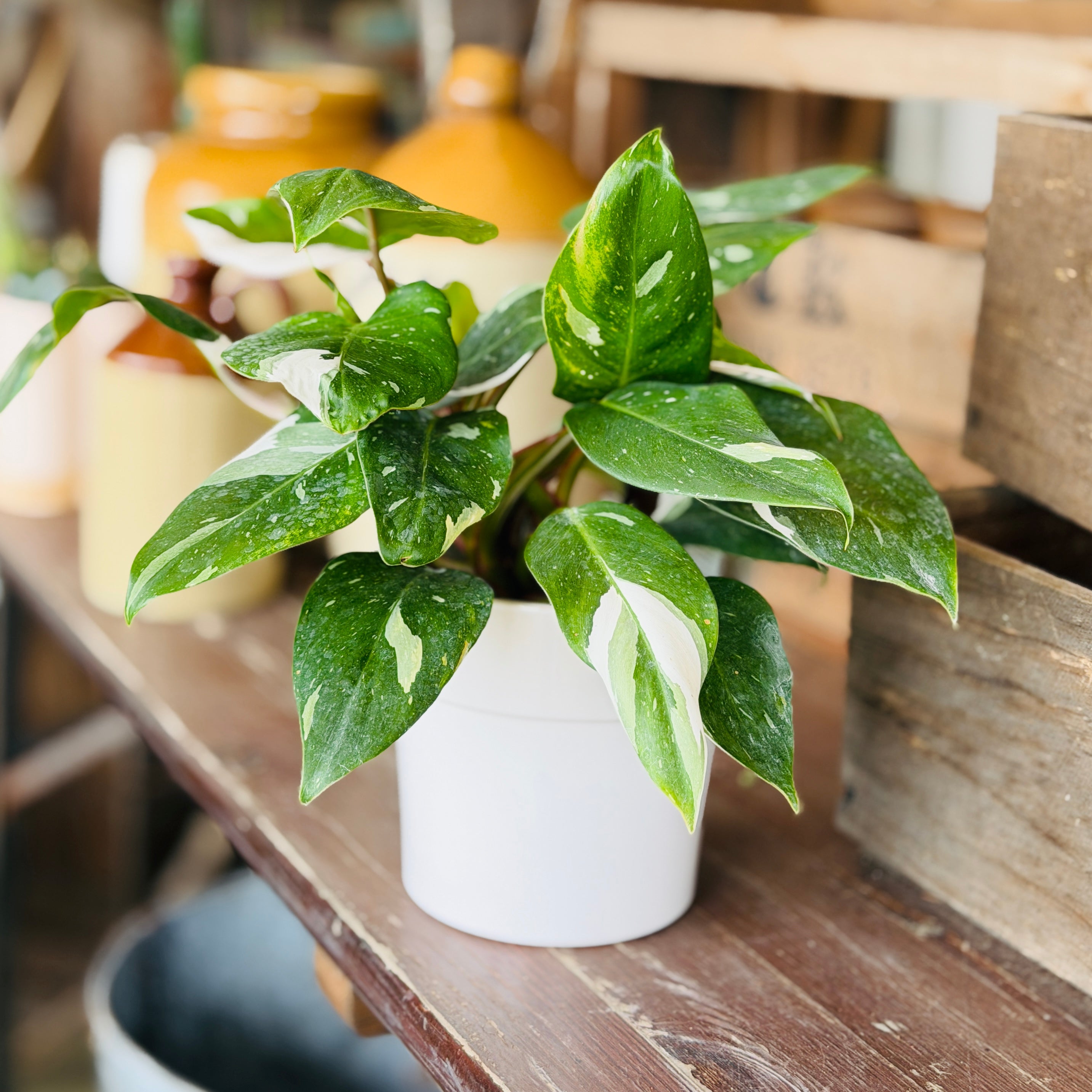 Indoor Plants