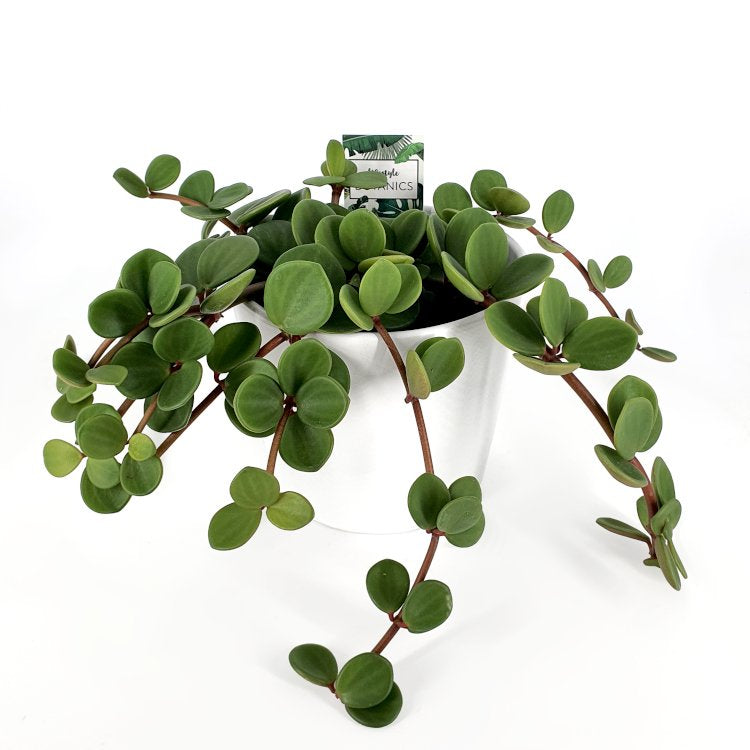 Plants