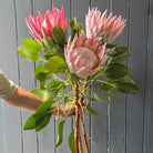 Bouquet of pink king protea flower stems  held by a person against a gray wooden florist shop wall