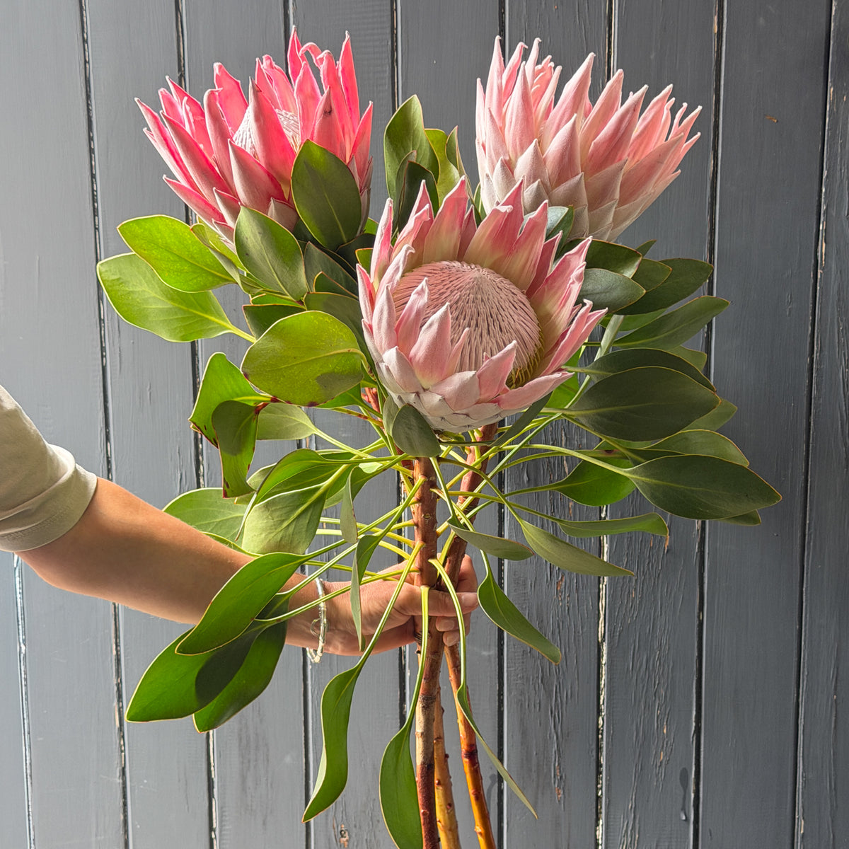 Bouquet of pink king protea flower stems  held by a person against a gray wooden florist shop wall
