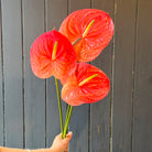 Red Anthuriums flower stems held against a wooden background