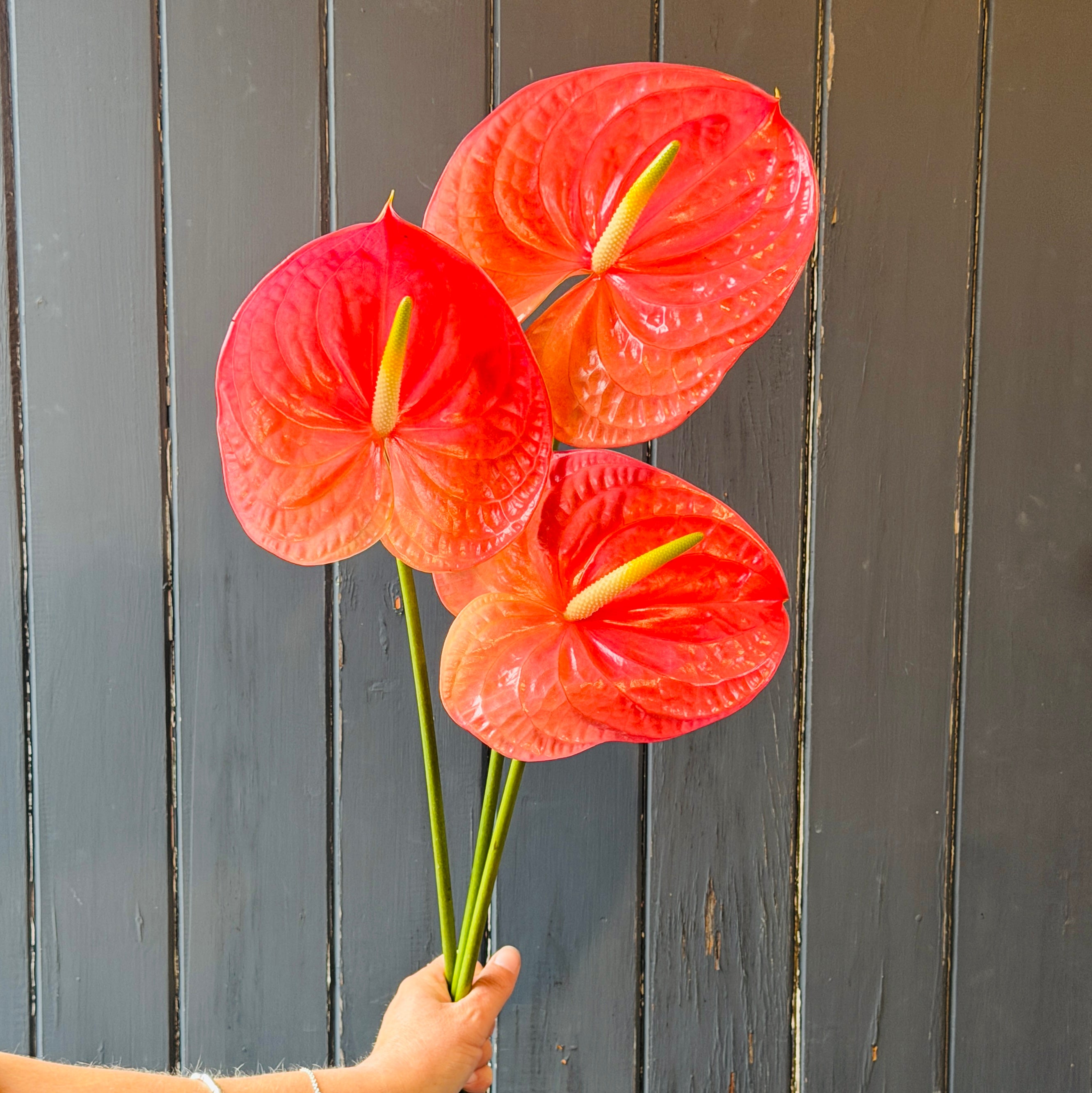 Red Anthuriums flower stems held against a wooden background