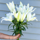 A bunch of lily stems