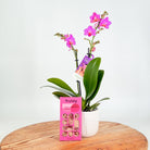 Mini orchid plant with a bar of Fruney hand-made chocolate
