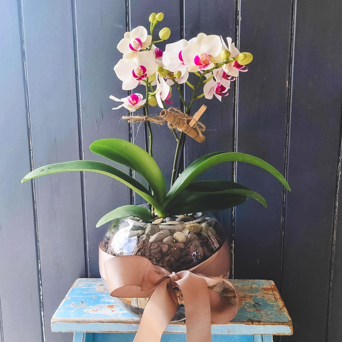 Potted mini orchid bowl with a decorative ribbon on a rustic wooden stool against a dark wooden panel background