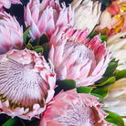 Close-up of king protea flower stems 