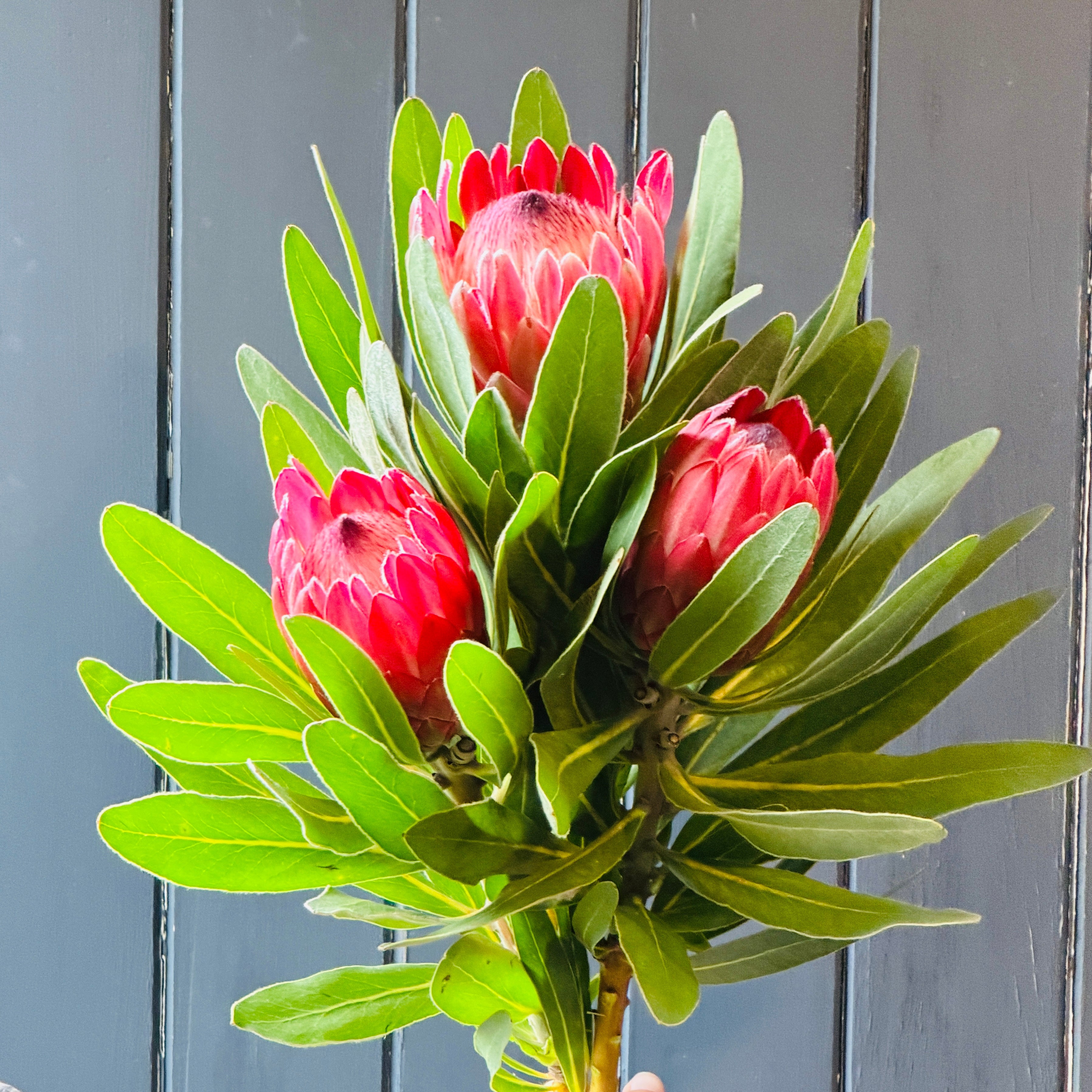 Bouquet of red protea flowers held in a bunch