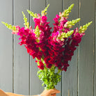 Bouquet of red and pink snapdragon seasonal flower stems  held against a gray wooden florist shop wall