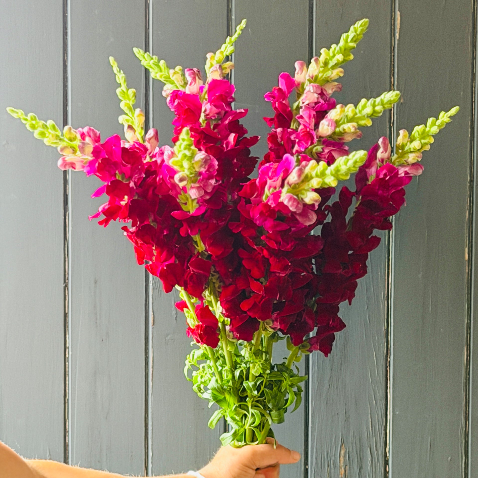 Bouquet of red and pink snapdragon seasonal flower stems  held against a gray wooden florist shop wall